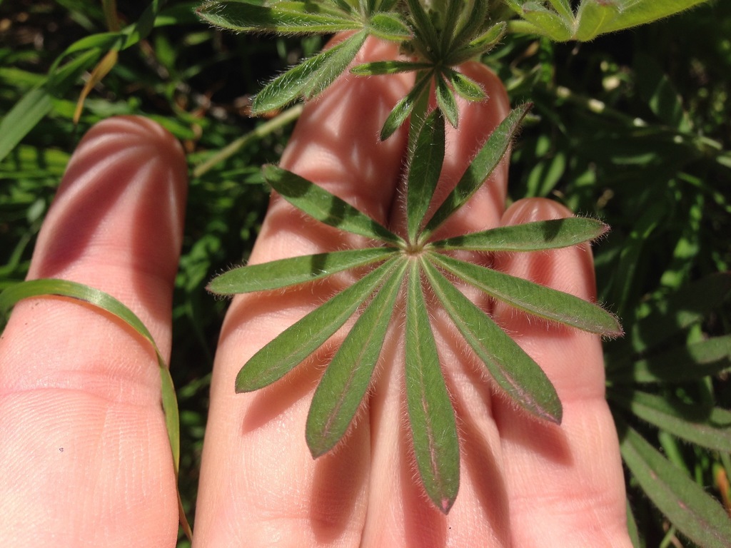 Lupinus guadalupensis (Guadalupe island lupine), native California herb