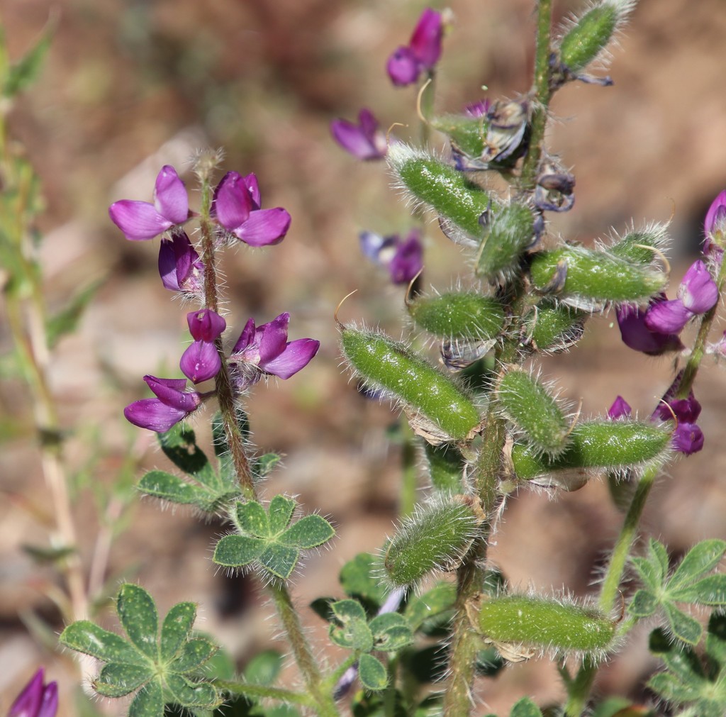 Lupinus hirsutissimus (Stinging lupine), native California herb