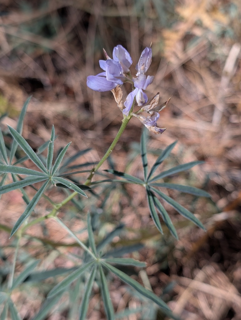 Lupinus hyacinthinus (San jacinto mountain lupine), native California herb