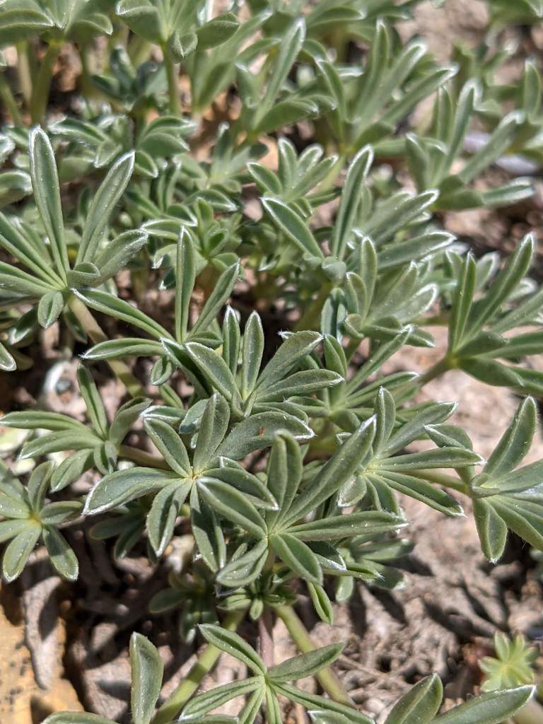Lupinus lapidicola (Heller's mount eddy lupine), native California herb