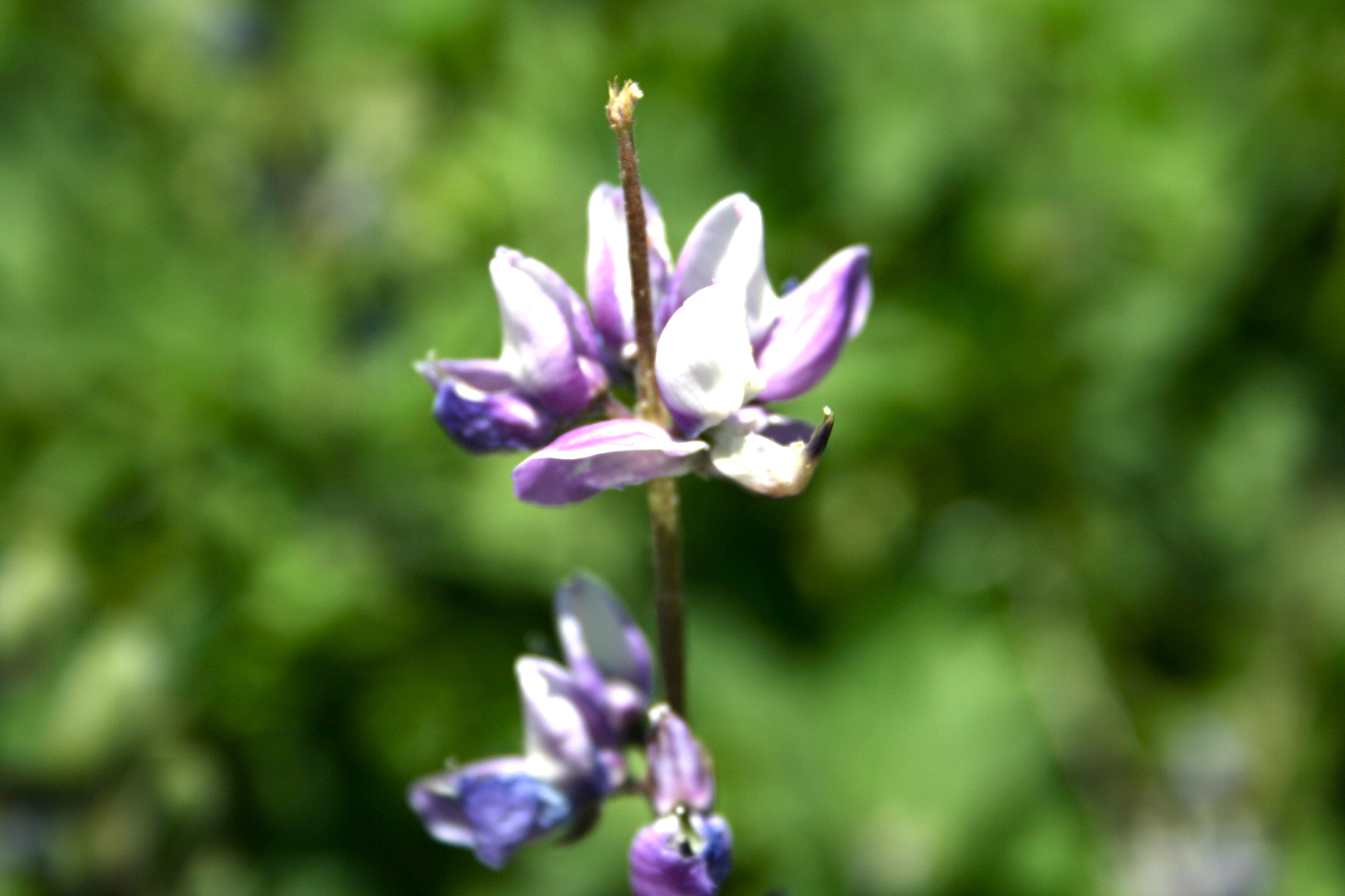 Lupinus latifolius var. parishii (Parish's broadleaf lupine), native California perennial