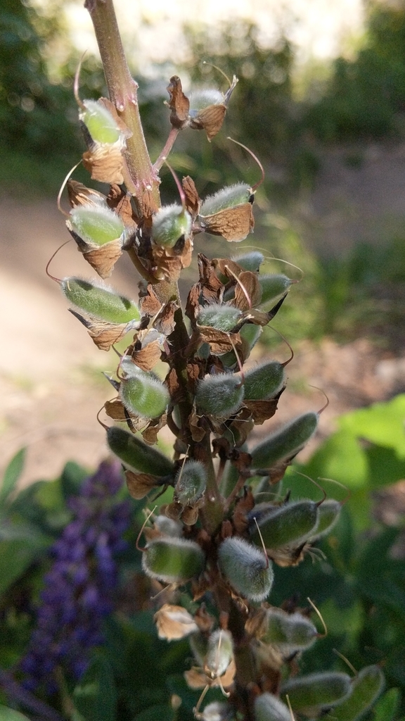 Lupinus latifolius var. viridifolius (Small flowered broadleaf lupine), native California perennial
