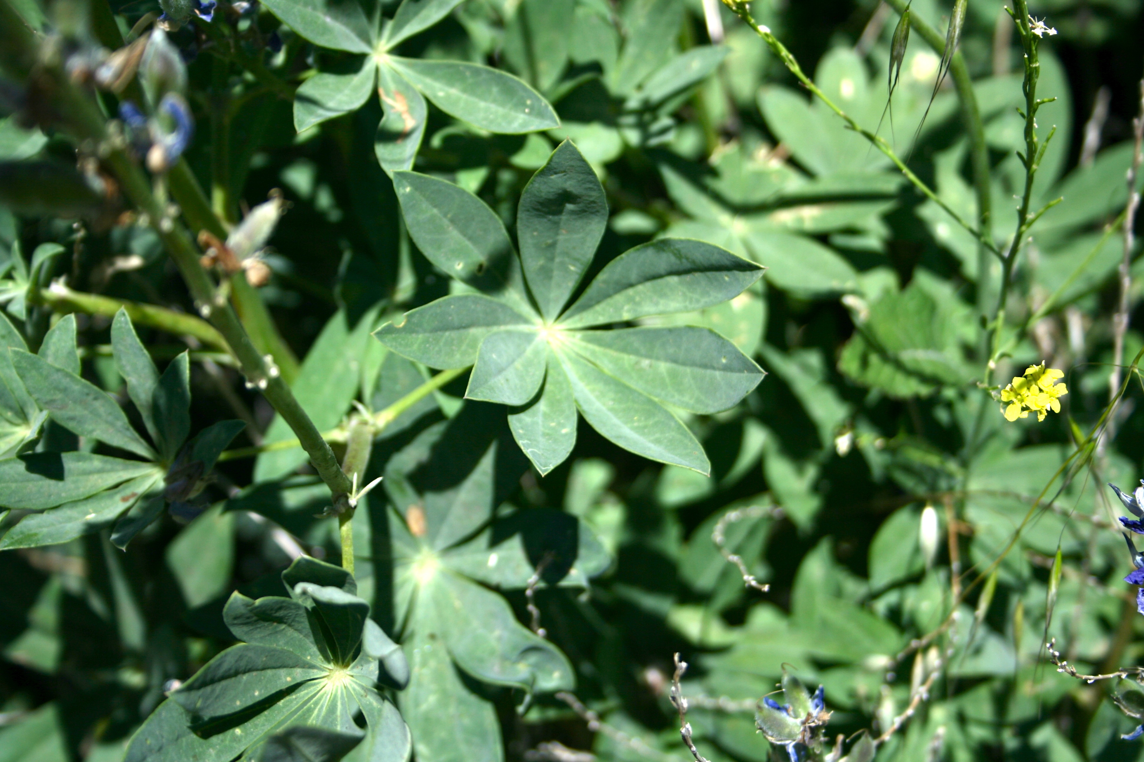 Lupinus latifolius (Bigleaf lupine), native California herb
