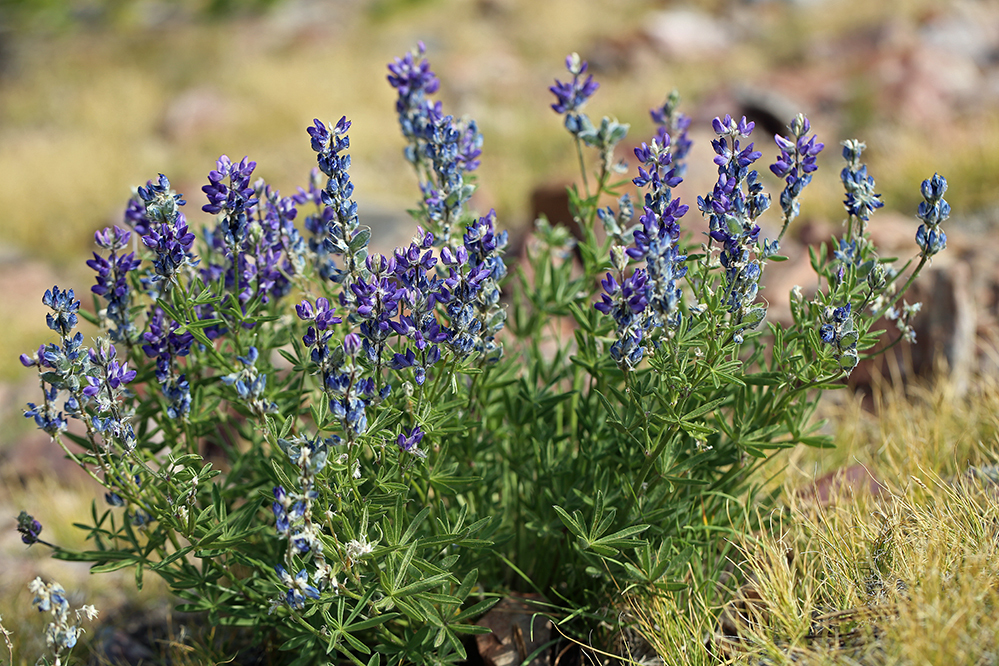 Lupinus lepidus var. ramosus (Branched dwarf lupine), native California perennial