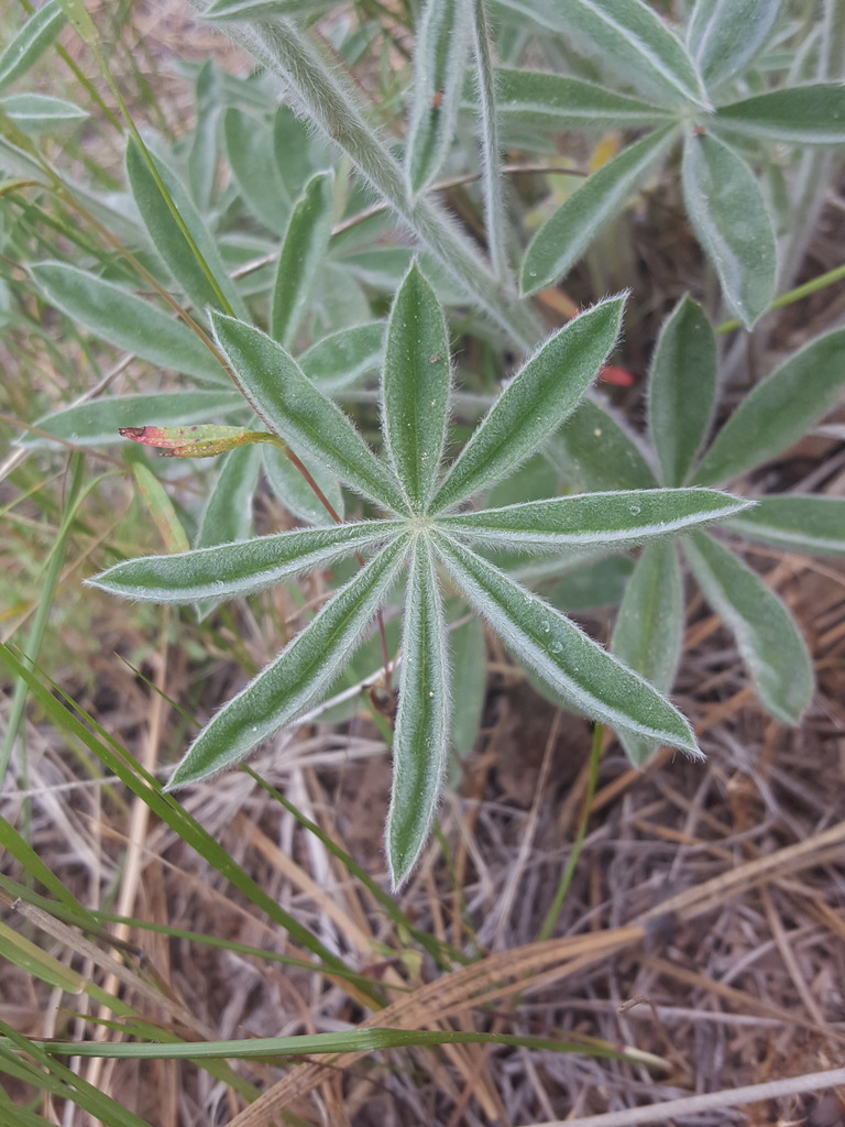 Lupinus leucophyllus (Velvet lupine), native California herb