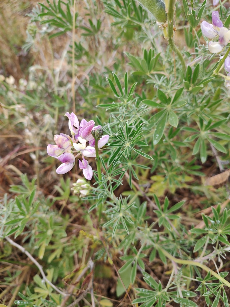 Lupinus littoralis — parent species of Lupinus littoralis var. littoralis