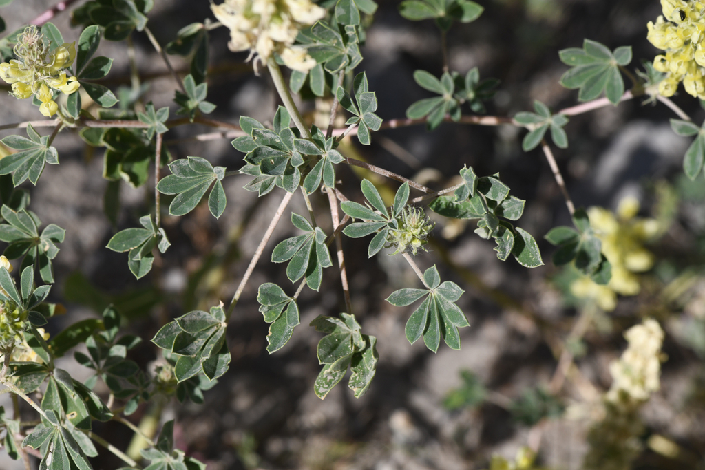Lupinus luteolus (Butter lupine), native California herb