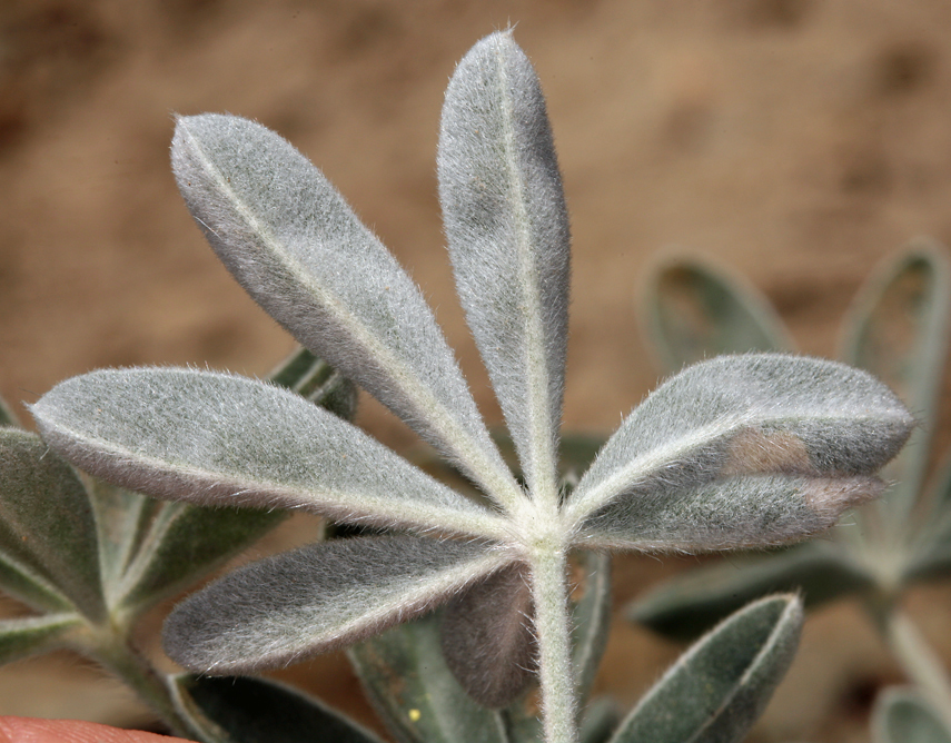 Lupinus magnificus var. magnificus (Panamint mountain lupine), native California subshrub