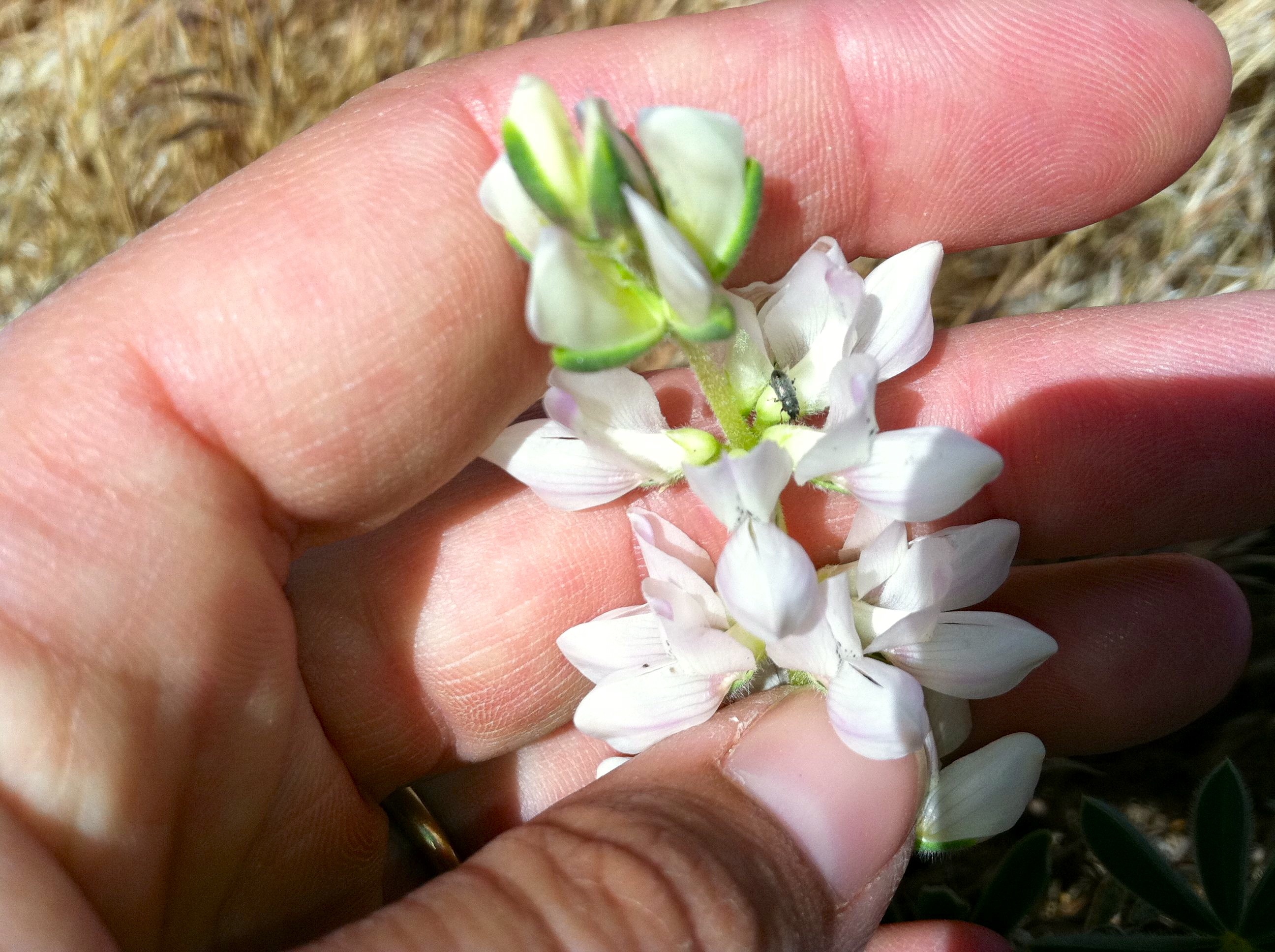 Lupinus microcarpus var. microcarpus (Shaggy haired chick lupine), native California herb