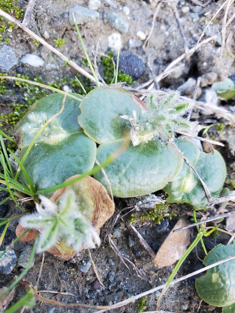 Lupinus microcarpus — parent species of Lupinus microcarpus var. horizontalis