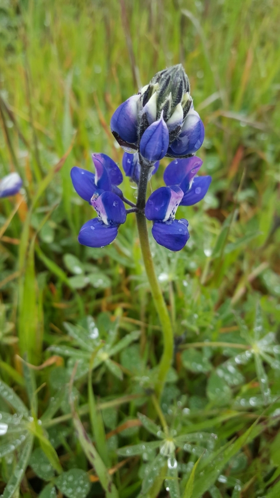 Lupinus nanus (Sky lupine), native California herb