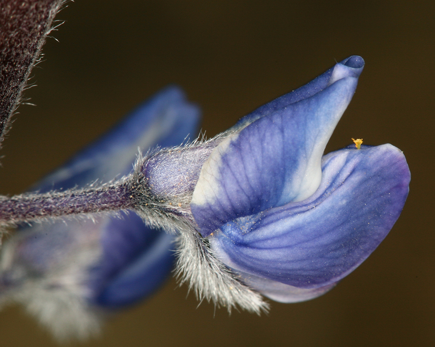 Lupinus nevadensis (Nevada lupine), native California herb