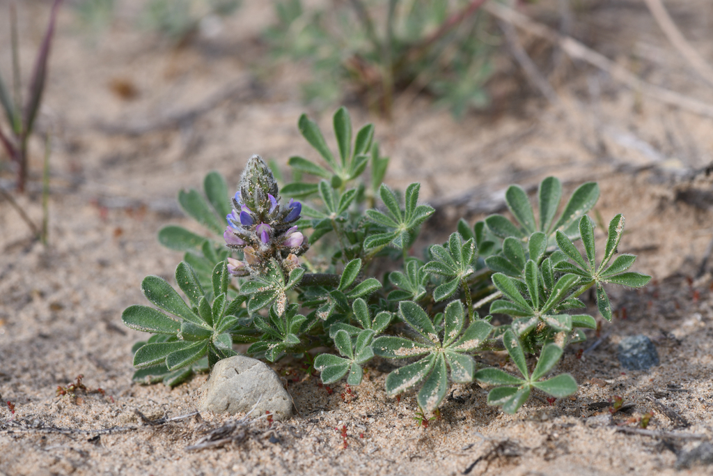 Lupinus nipomensis (Nipomo mesa lupine), native California herb
