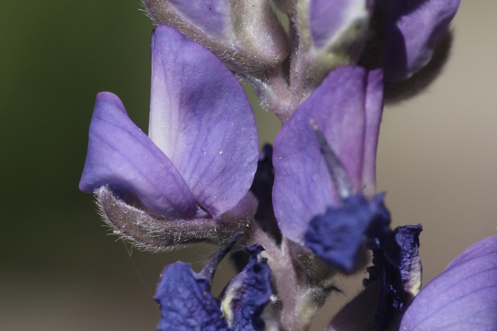 Lupinus obtusilobus (Satin lupine), native California herb