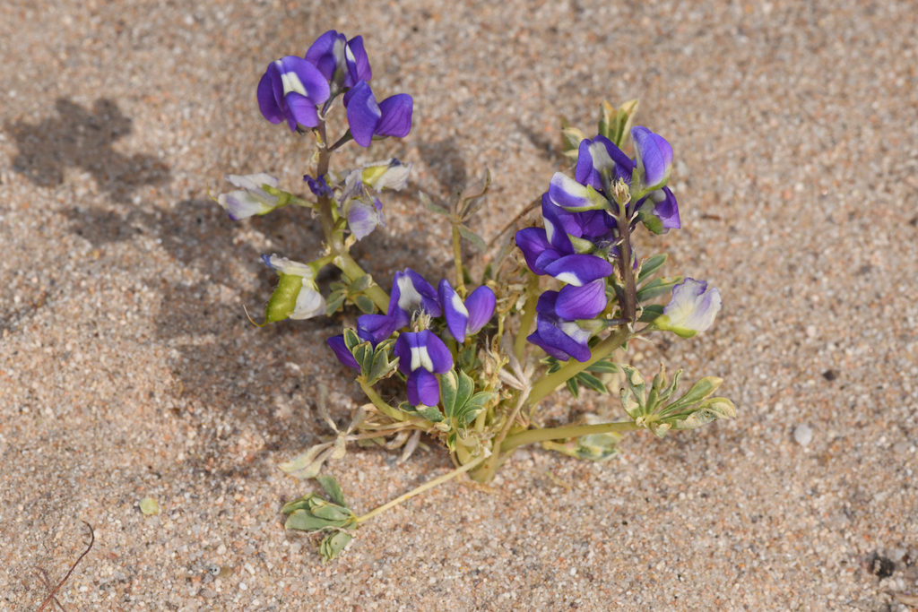 Lupinus odoratus (Mojave lupine), native California herb