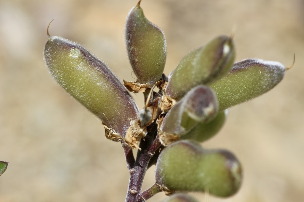 Lupinus onustus (Plumas lupine), native California herb