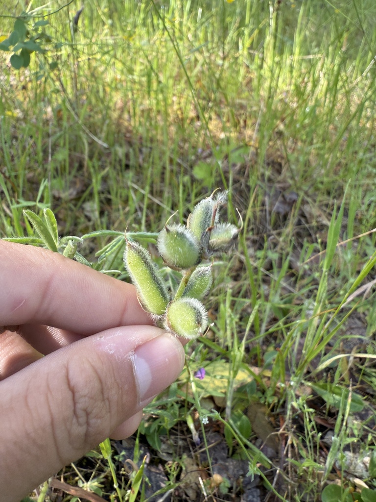 Lupinus pachylobus (Big pod lupine), native California herb