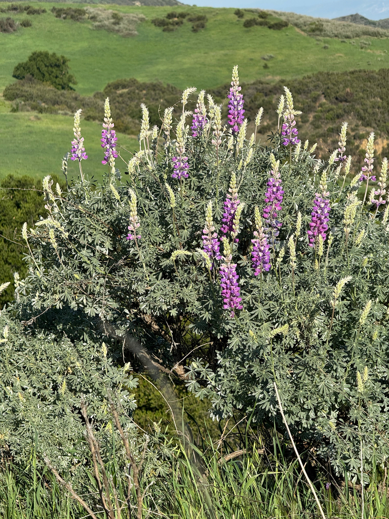 Lupinus paynei (Payne's Bush Lupine), California species