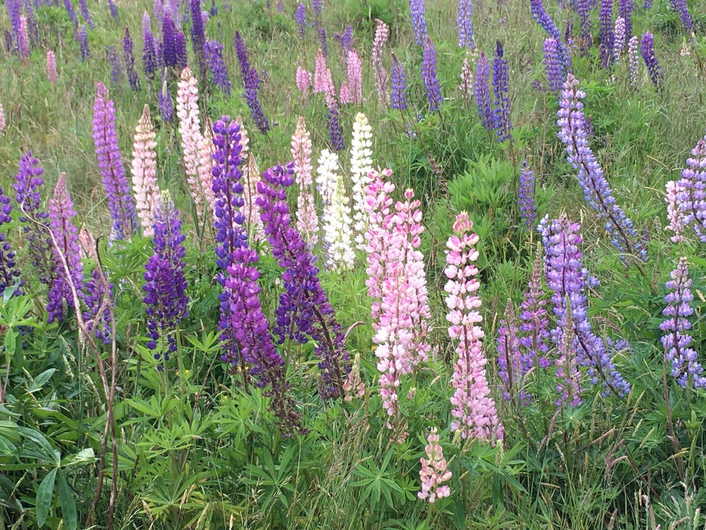 Lupinus polyphyllus — parent species of Lupinus polyphyllus var. burkei