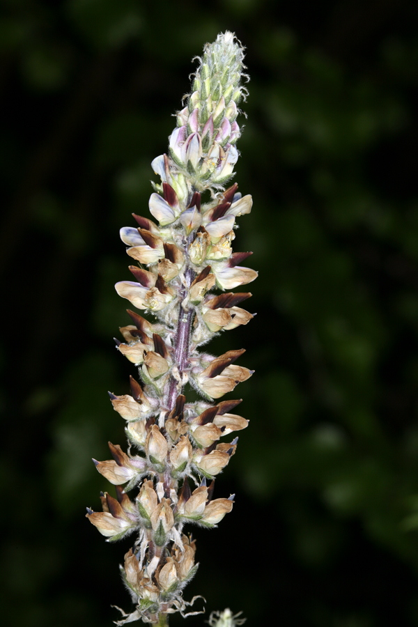 Lupinus pratensis var. pratensis (Inyo meadow lupine), native California herb