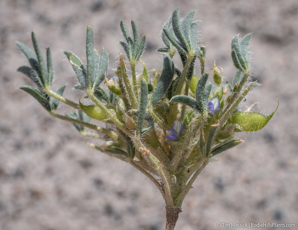 Lupinus pusillus var. intermontanus (Intermountain lupine), native California herb