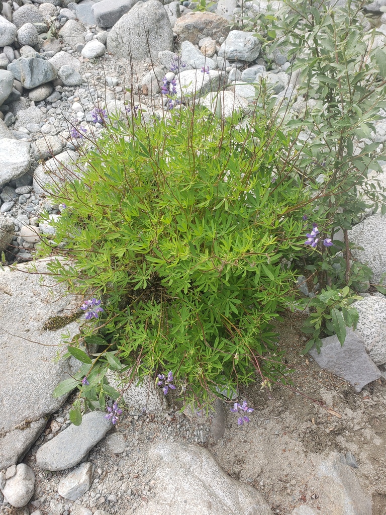 Lupinus rivularis (Riverbank lupine), native California subshrub