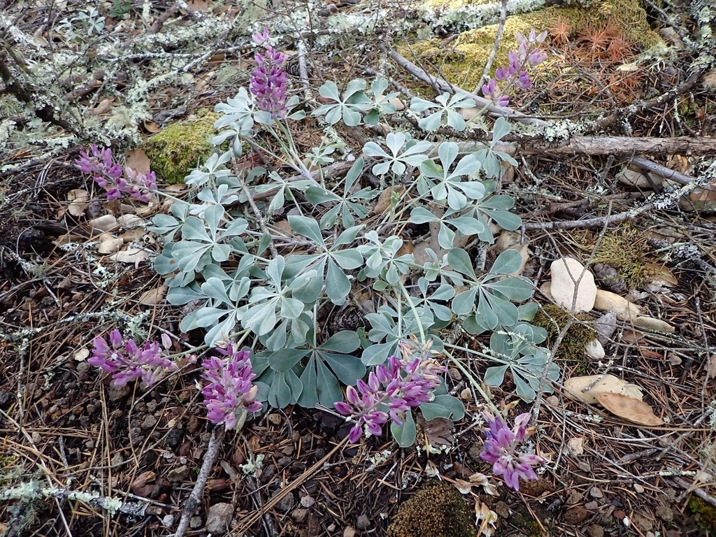 Lupinus sericatus (Cobb mountain lupine), native California herb