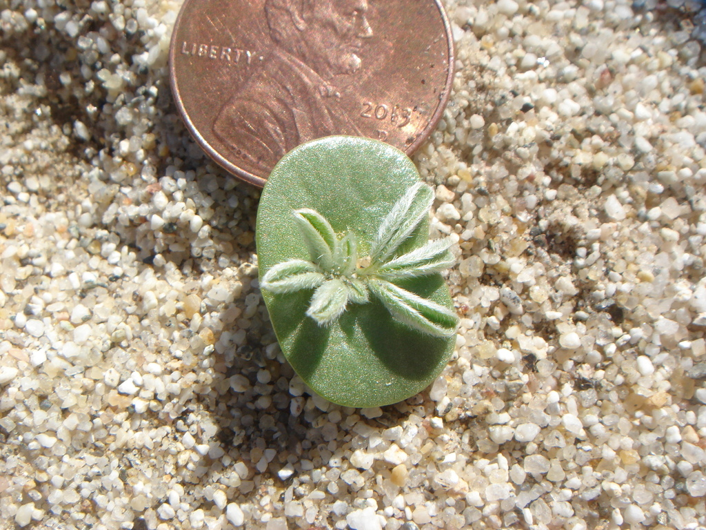 Lupinus shockleyi (Desert lupine), native California herb