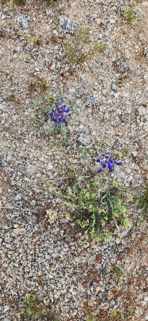 Lupinus sparsiflorus (Coulter's lupine), native California herb