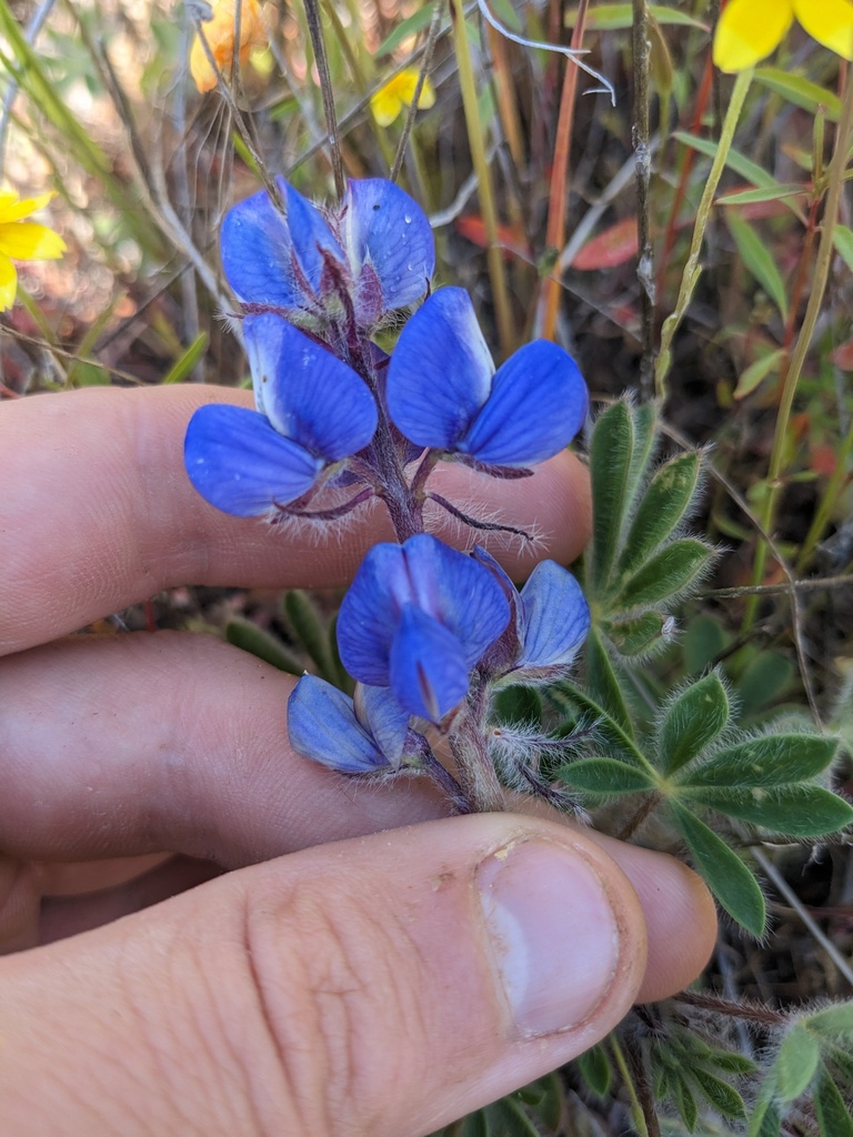 Lupinus spectabilis (Shaggy hair lupine), native California herb