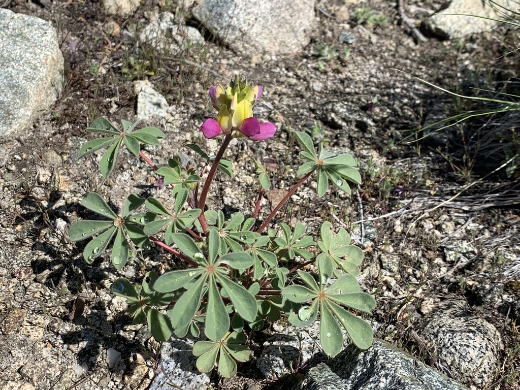 Lupinus stiversii (Harlequin lupine), native California herb