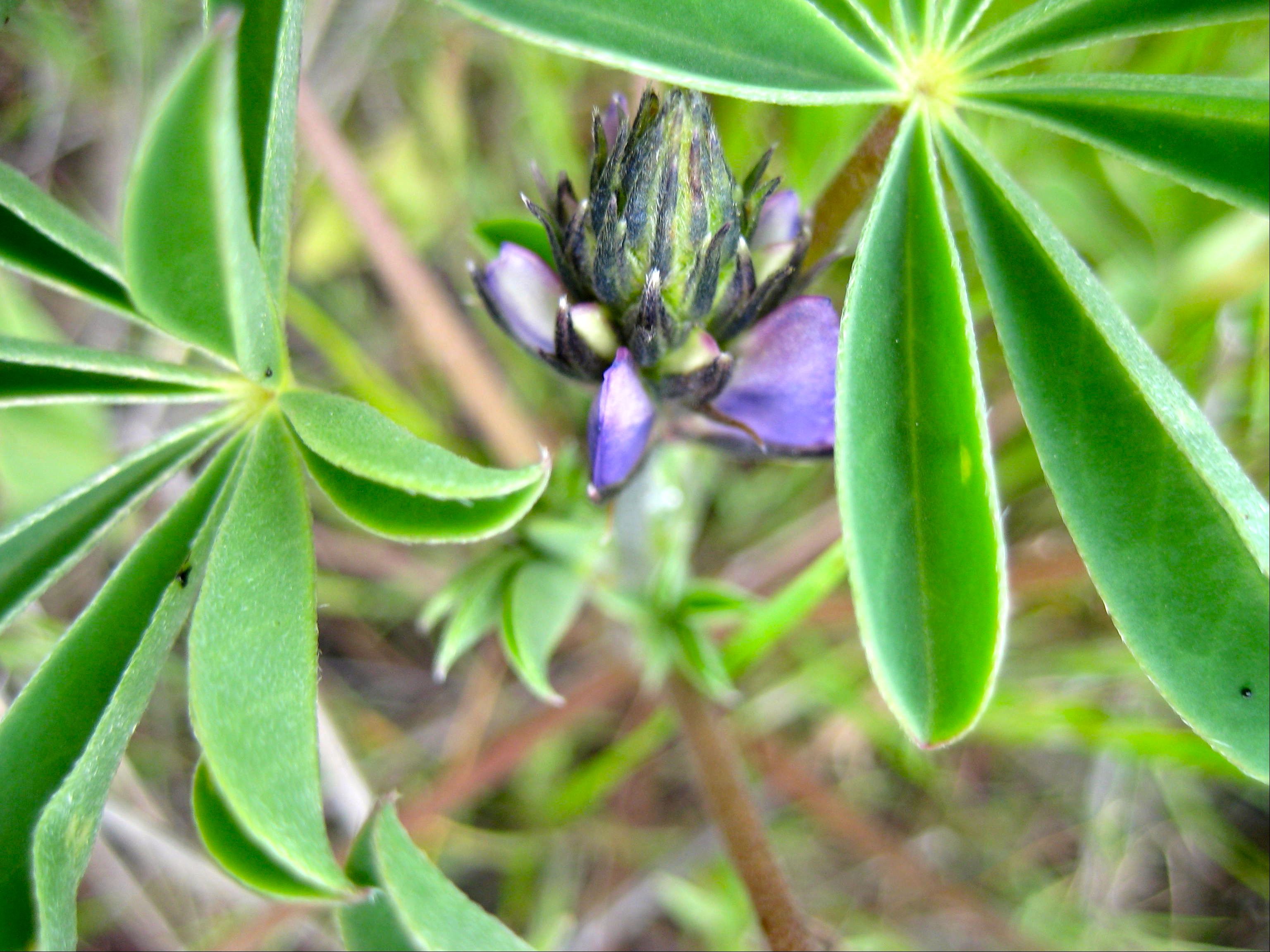 Lupinus succulentus (Arroyo lupine), native California herb