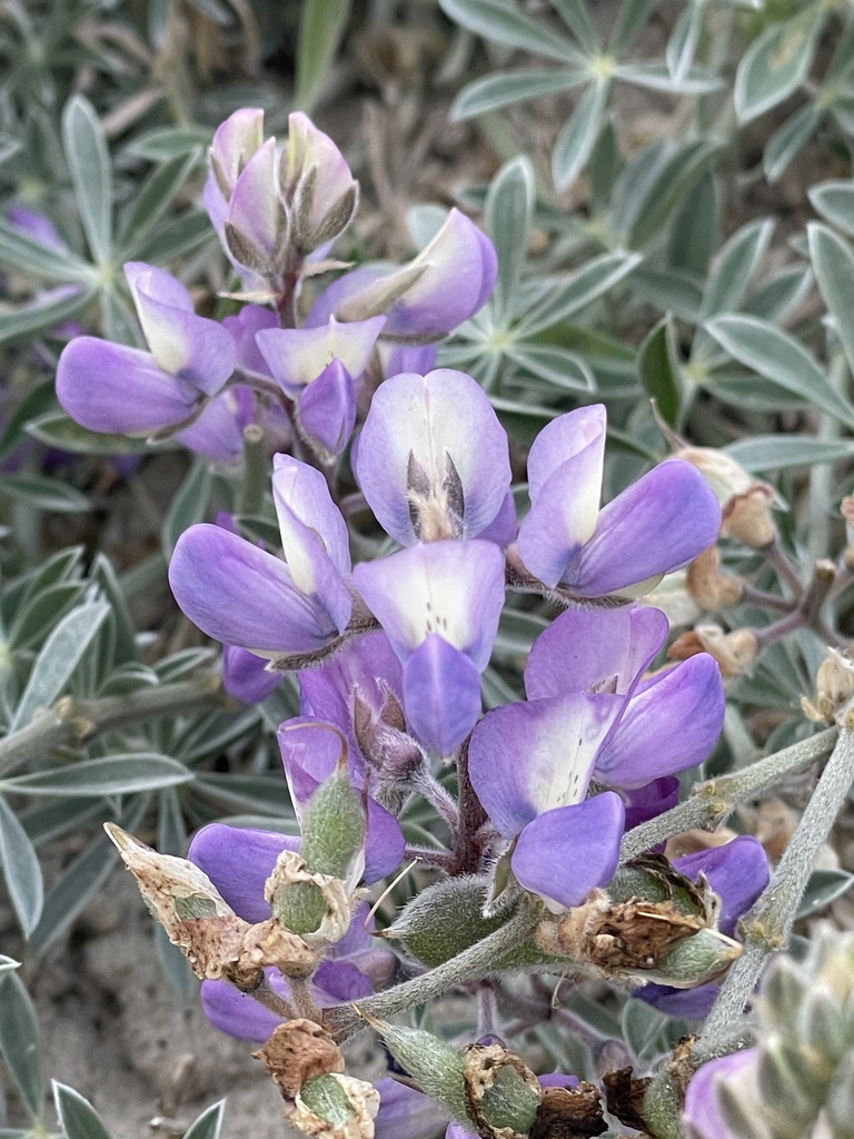 Lupinus tidestromii (Tidestrom's lupine), native California herb