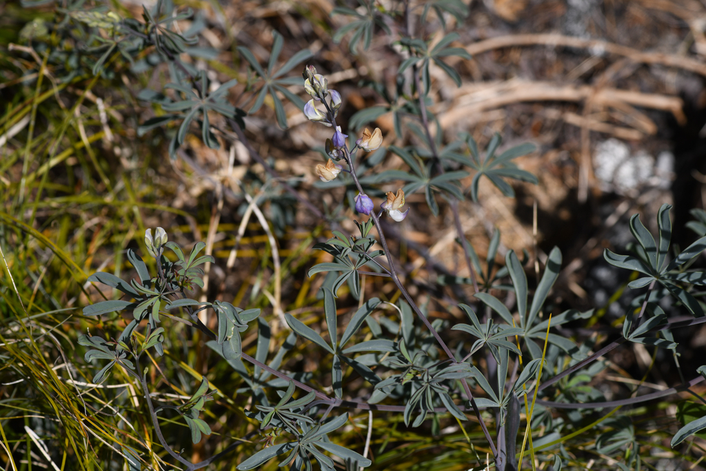 Lupinus tracyi (Tracy's lupine), native California herb