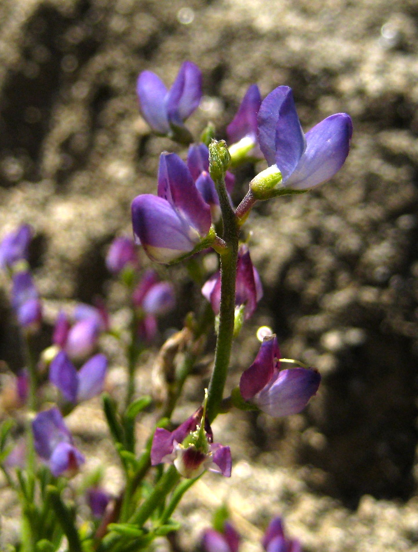 Lupinus truncatus (Truncated leaf lupine), native California herb