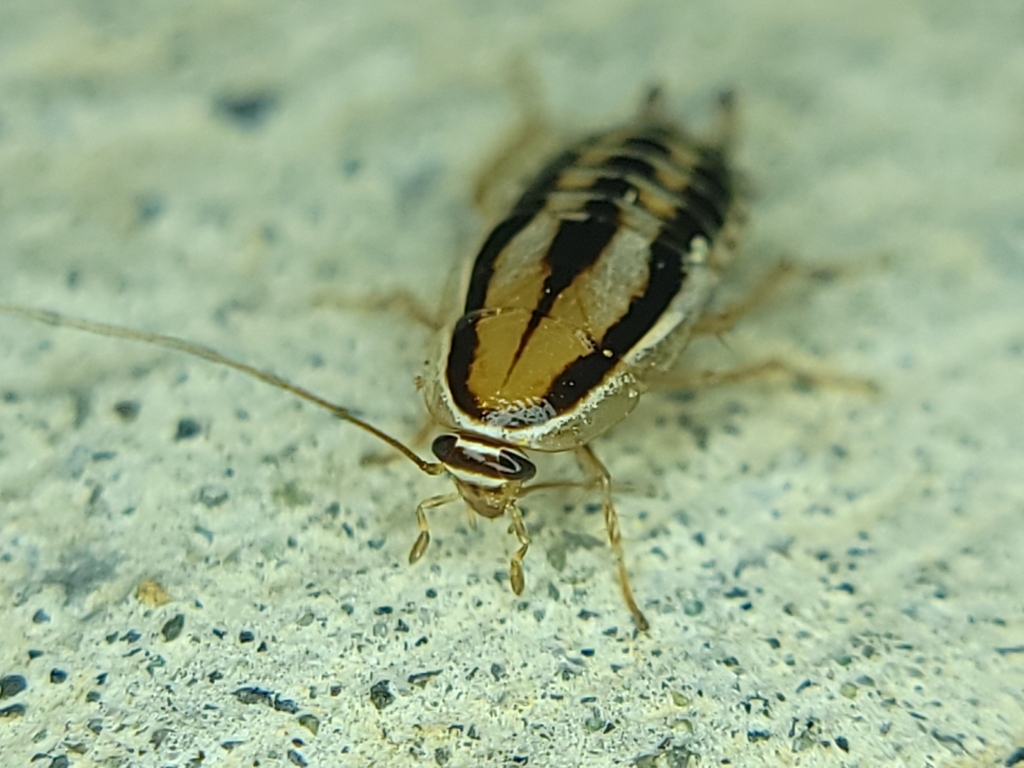 Luridiblatta trivittata (Three-lined Cockroach), California species