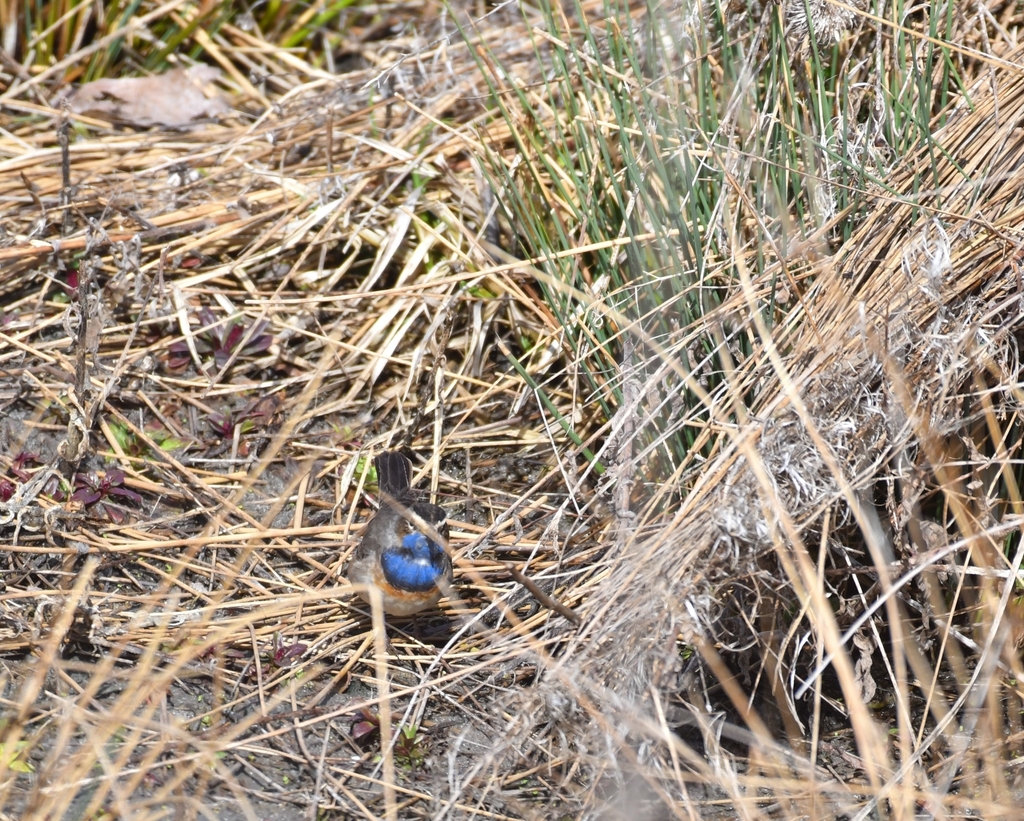 Luscinia svecica (Bluethroat), California species