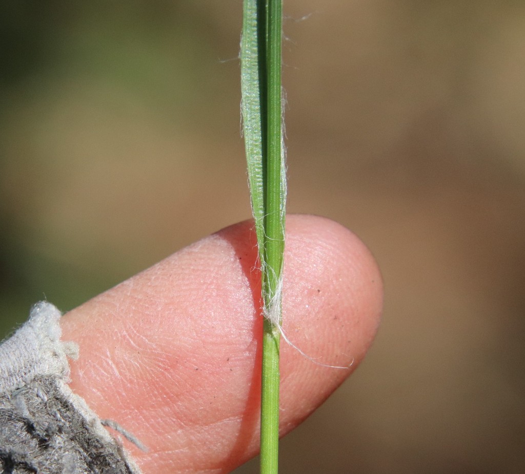 Luzula comosa var. laxa (Hairy wood rush), native California perennial