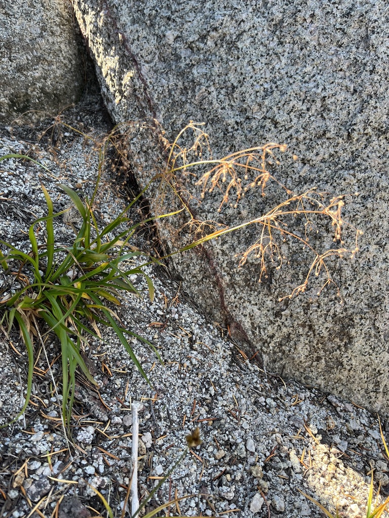 Luzula divaricata, native California grass
