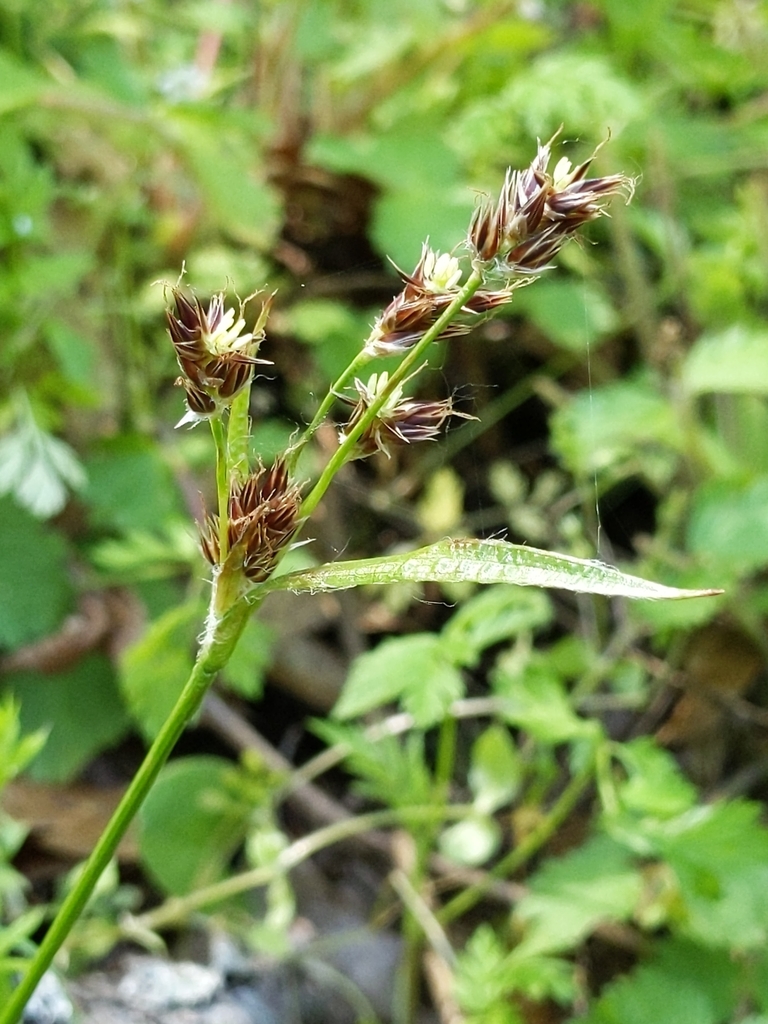 Luzula macrantha, native California perennial