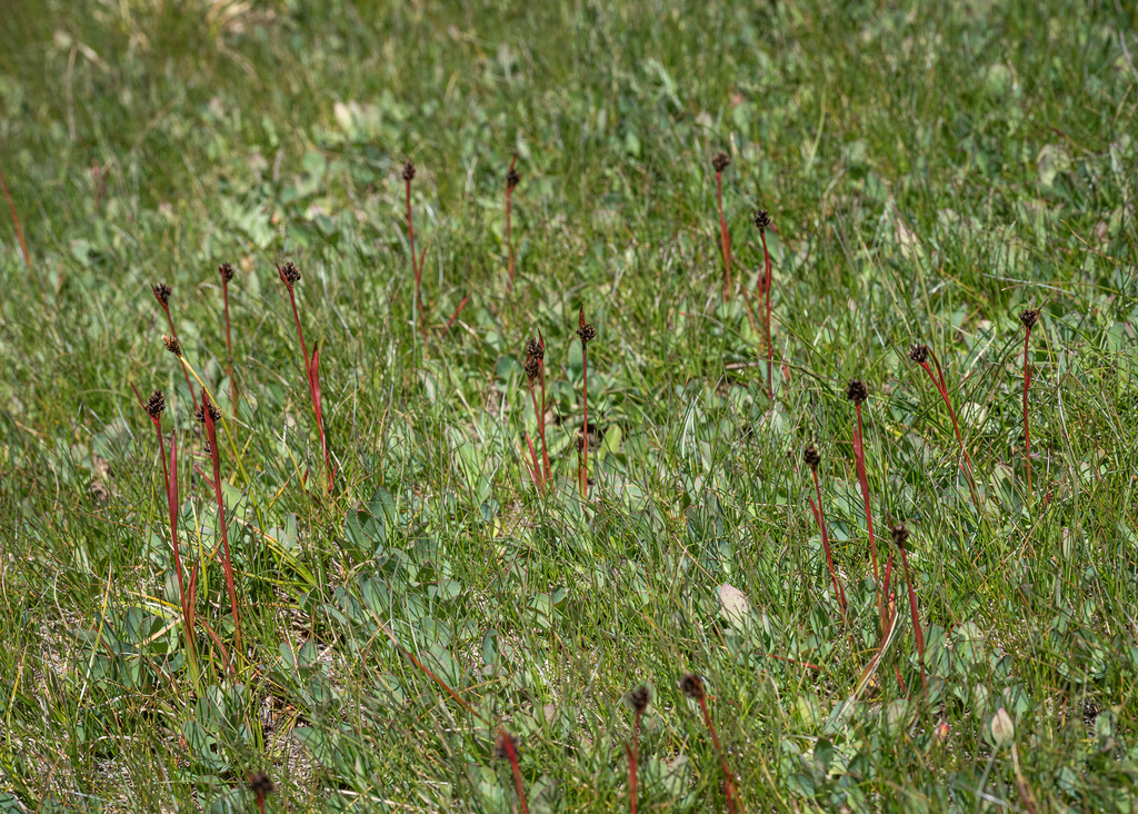 Luzula orestera (Heath wood rush), native California grass
