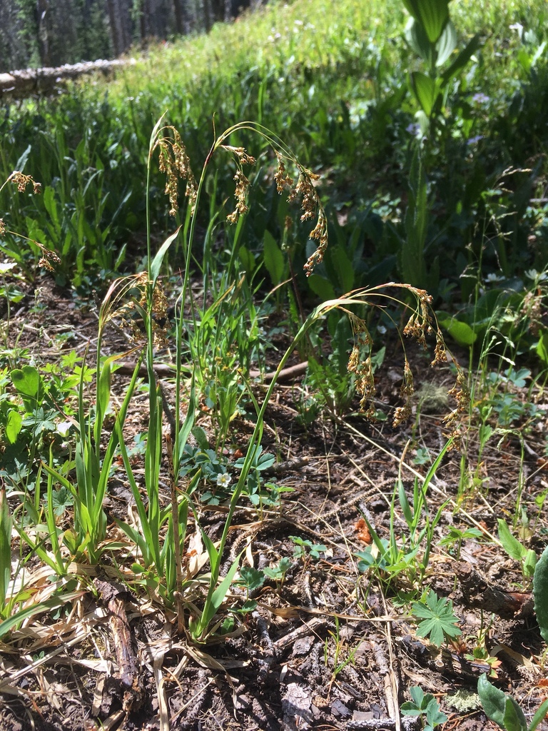 Luzula parviflora (Small flowered wood rush), native California grass