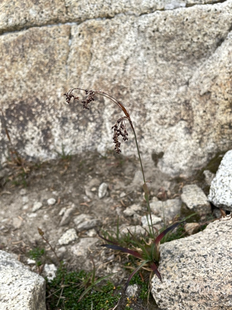 Luzula piperi (Piper's woodrush), native California grass