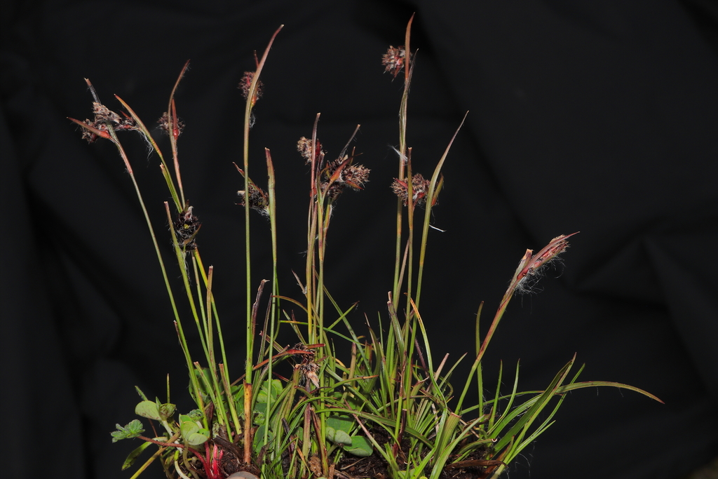 Luzula sp. (Hairy wood rush), non-native California perennial