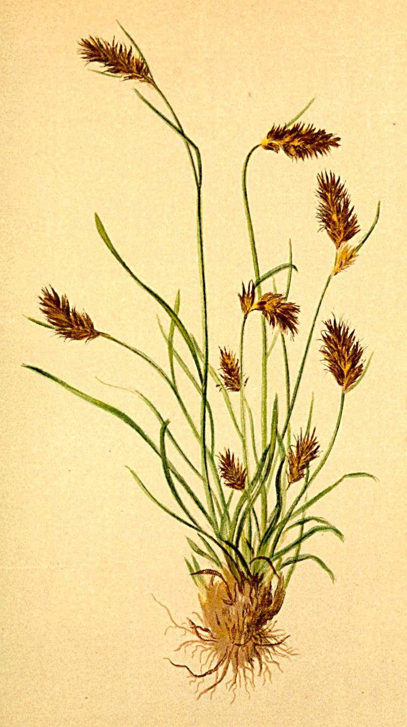 Luzula spicata subsp. spicata, native California perennial