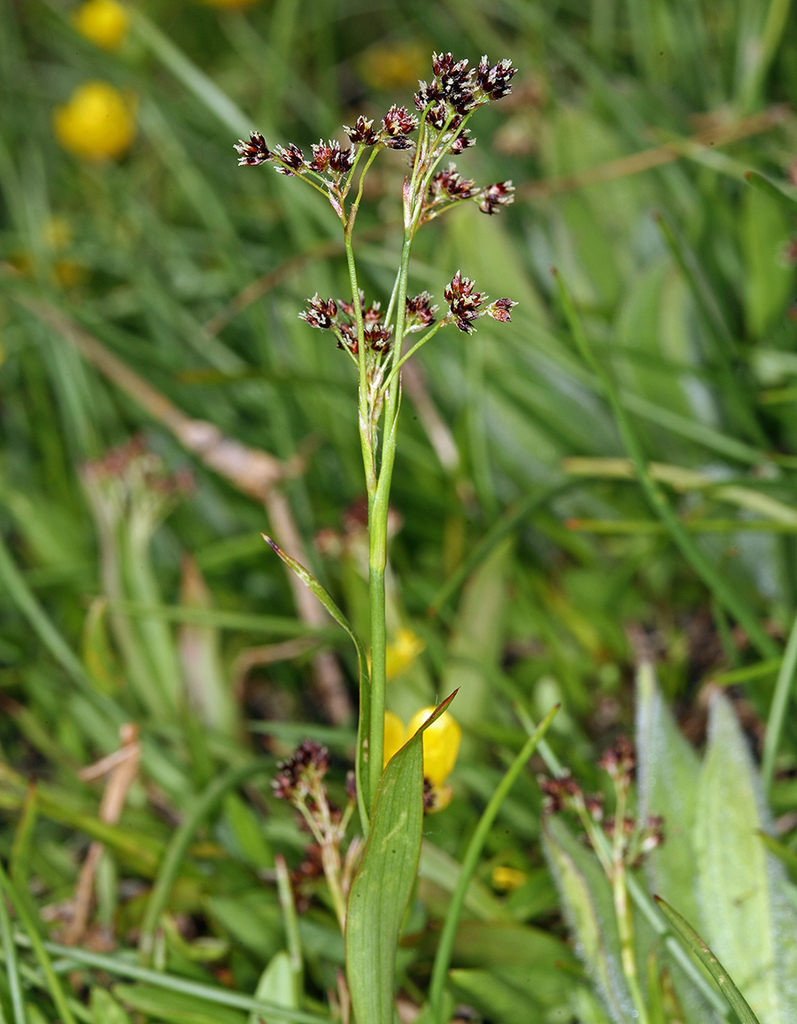 Luzula subcongesta (Donner wood rush), native California grass