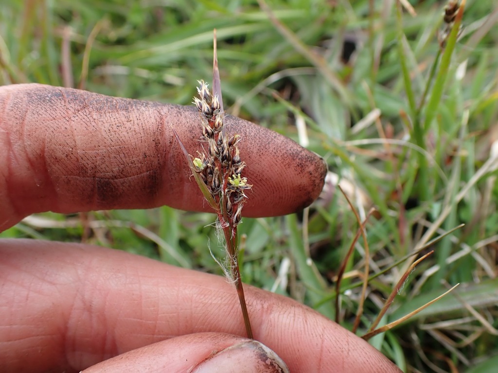 Luzula subsessilis (Pacific woodrush), native California perennial