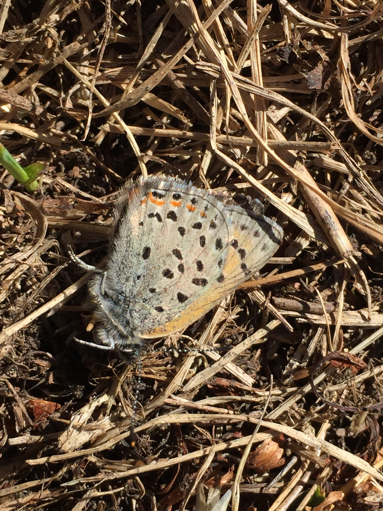Lycaena cupreus (Lustrous Copper), California species