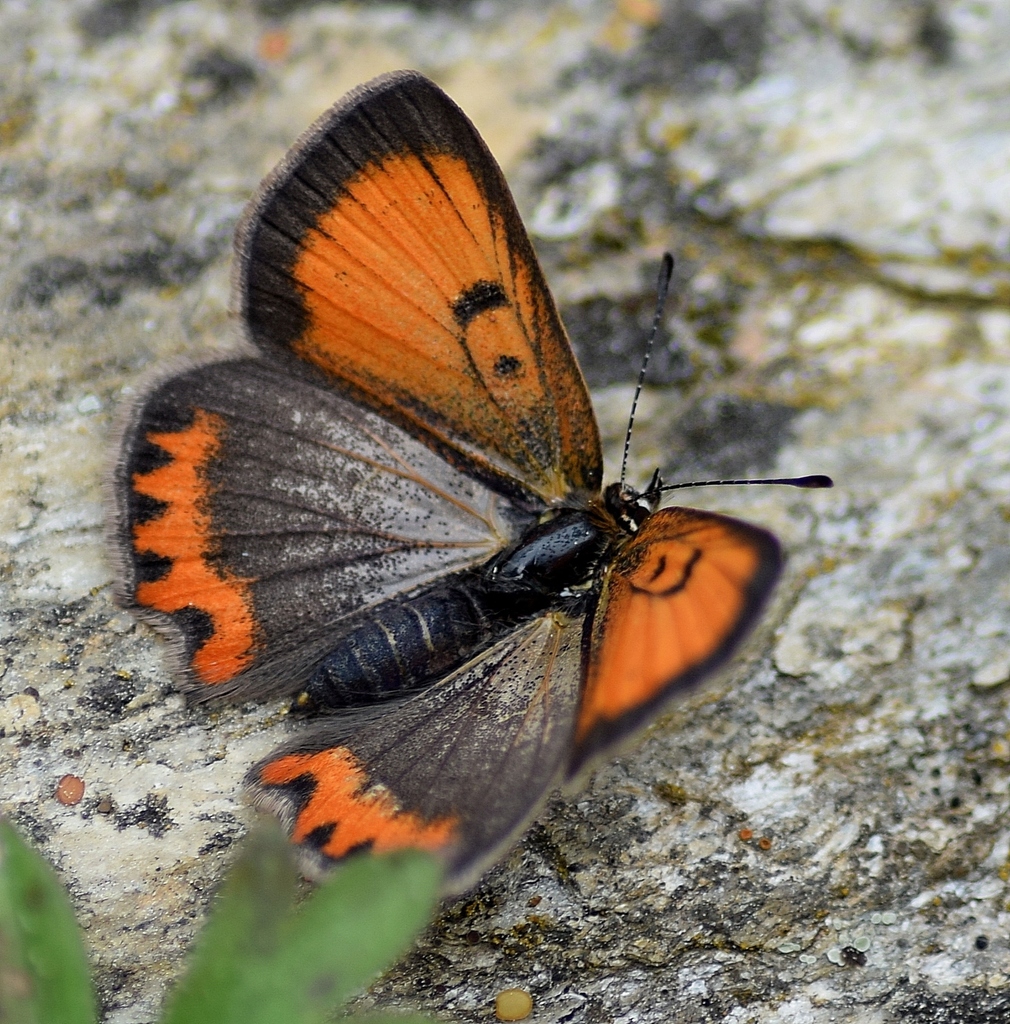 Lycaena hermes (Hermes copper butterfly), California species