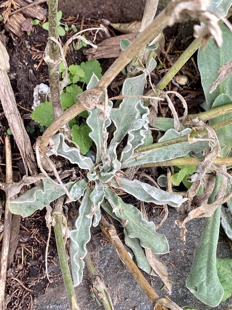 Lychnis coronaria (Rose campion), non-native California herb